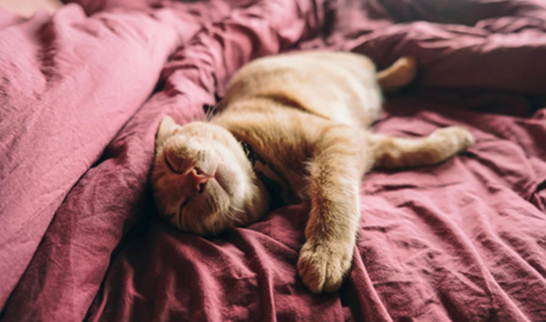 E' DOLCE DORMIRE...